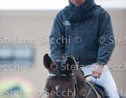 Indorami Tosc Tour2013- S5 1753 : Arezzo, Cavalli d'Italia, Indorami di Villa Giove, Toscana Tour 2013, foto di Stefano Secchi ©
